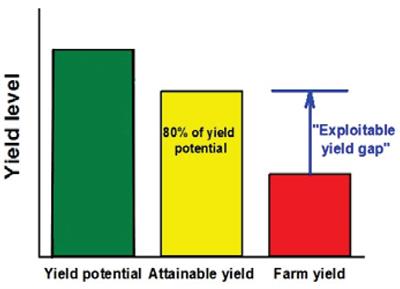 A Systematic Review of Durum Wheat: Enhancing Production Systems by Exploring Genotype, Environment, and Management (G × E × M) Synergies